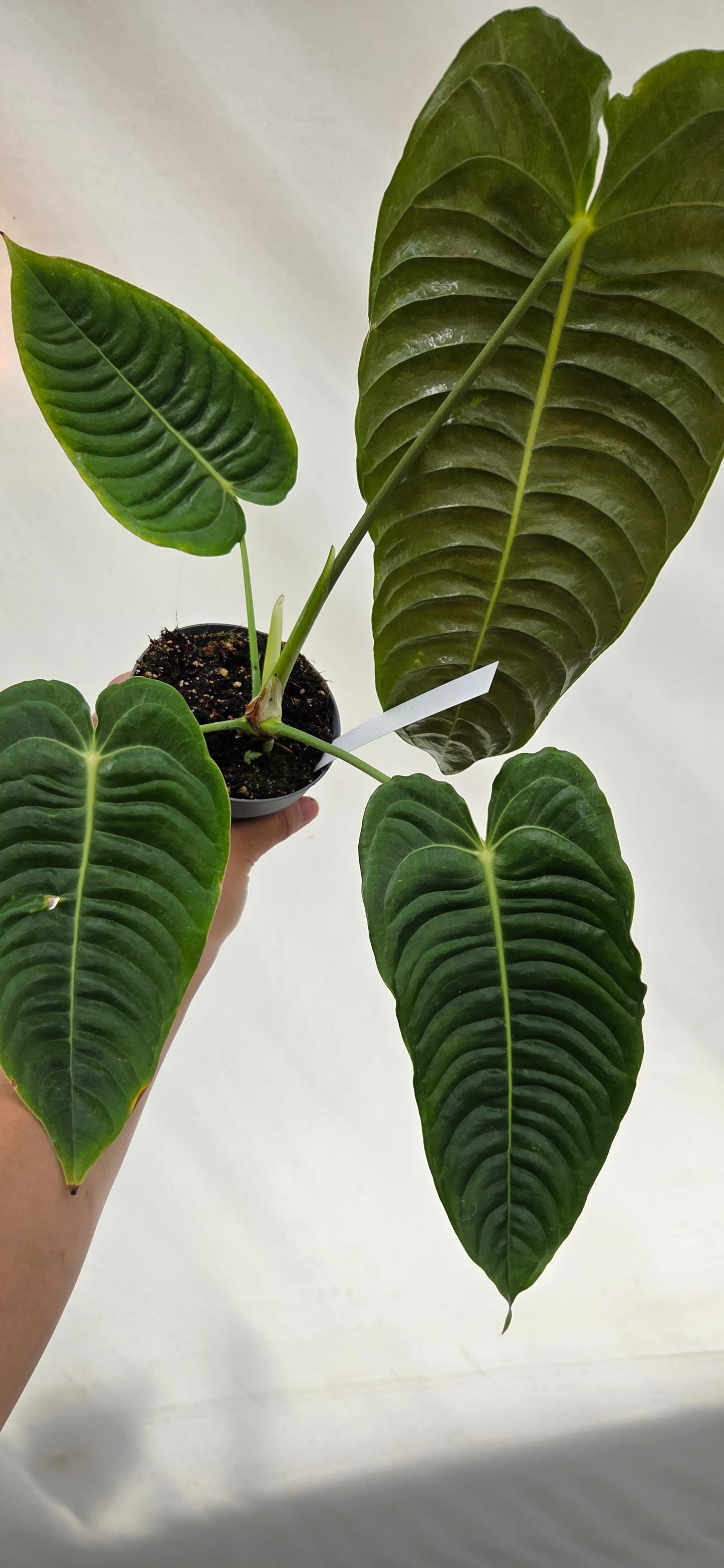 Anthurium veitchii roi Anthurium