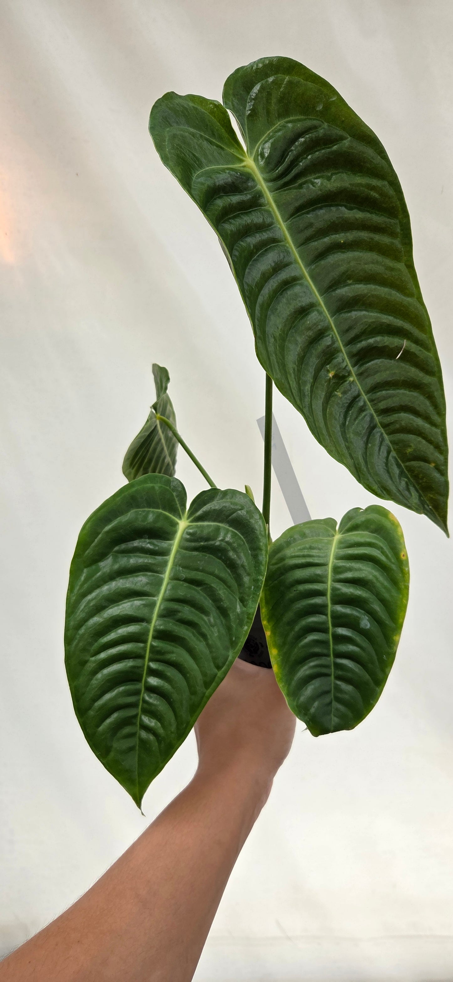Anthurium veitchii roi Anthurium