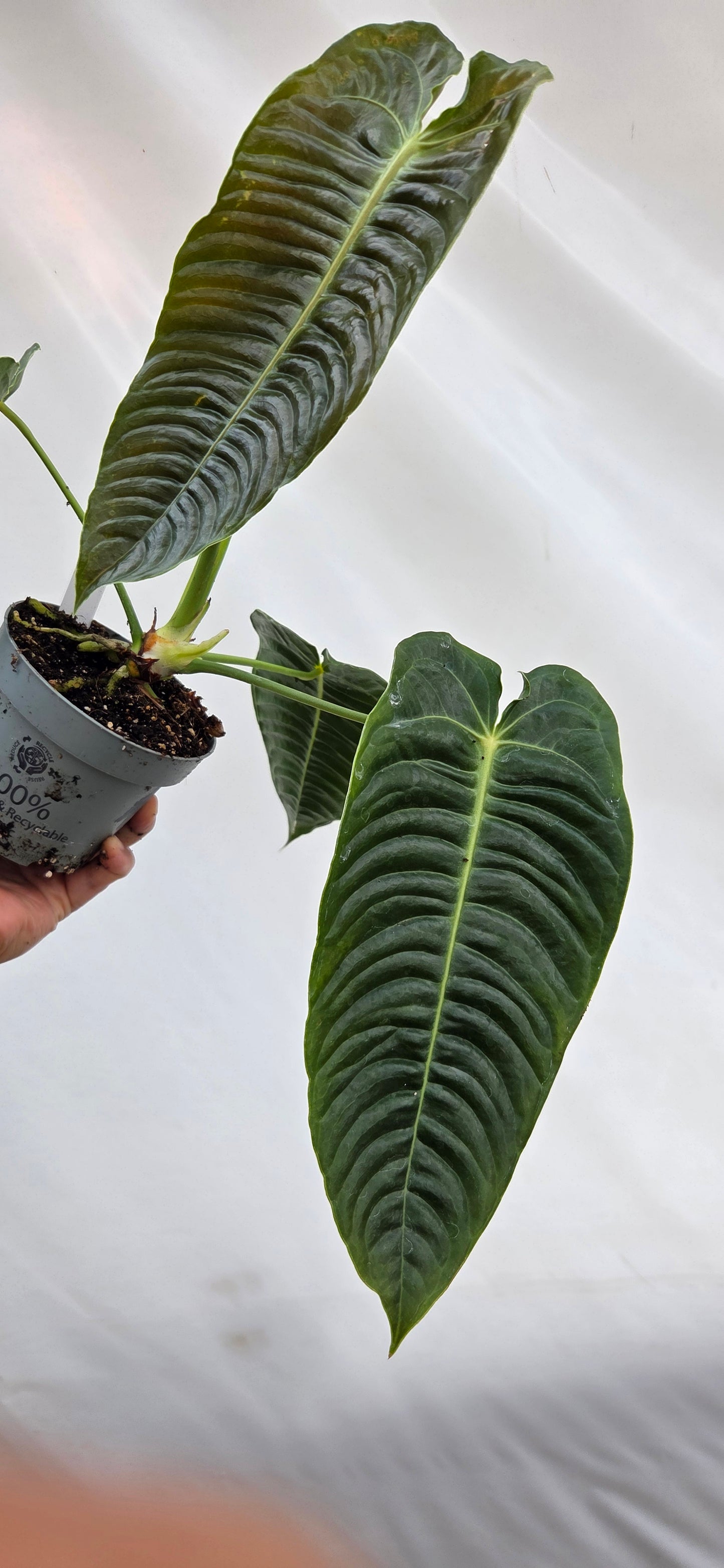 Anthurium veitchii roi Anthurium