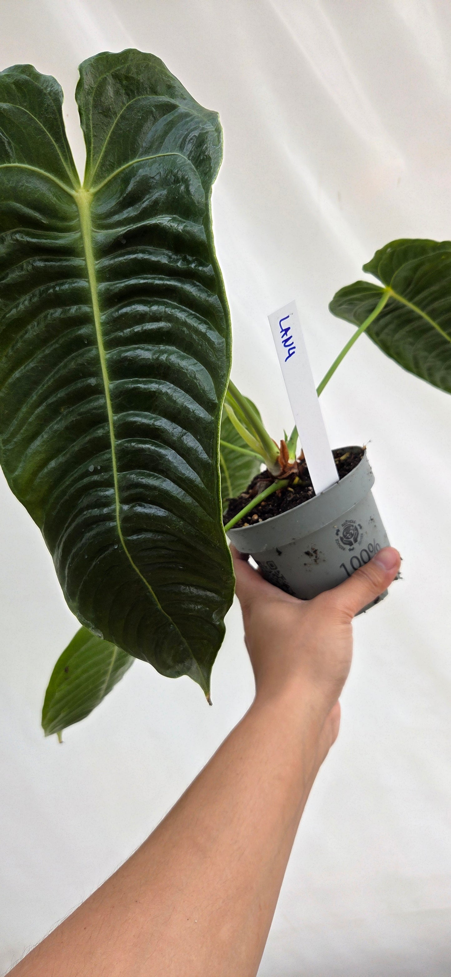 Anthurium veitchii roi Anthurium