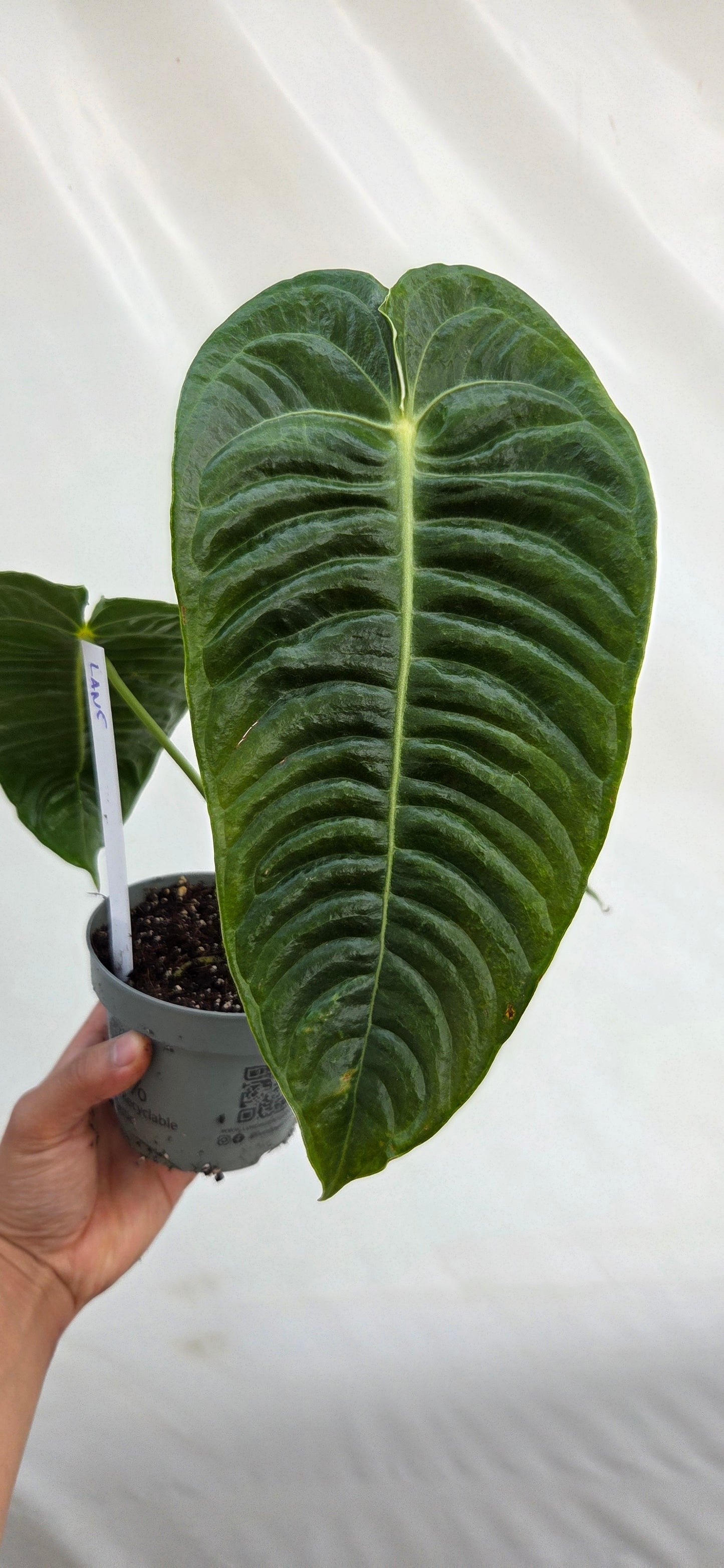 Anthurium veitchii roi Anthurium