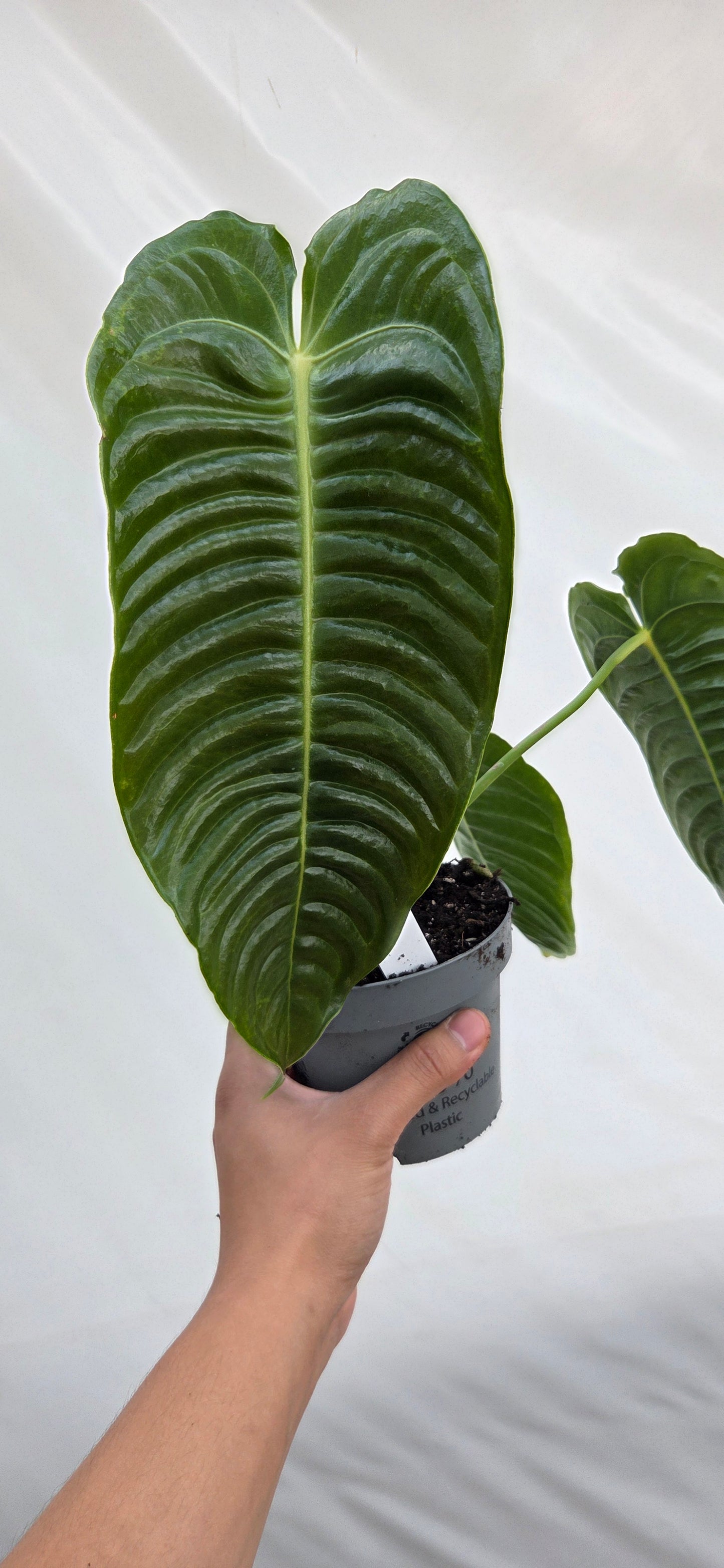 Anthurium veitchii roi Anthurium