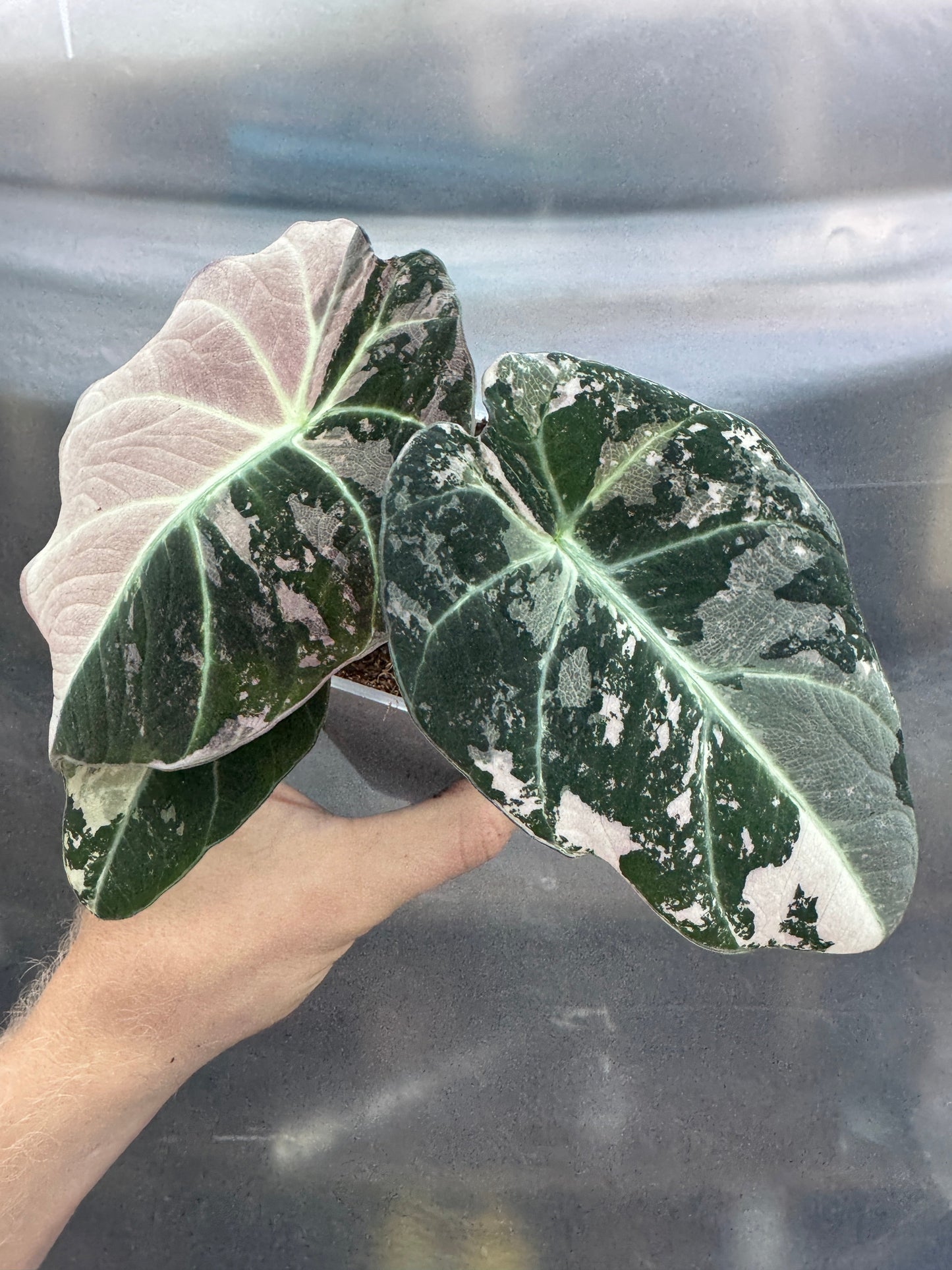 Alocasia reginula 'Black Velvet' Albo (PINK)