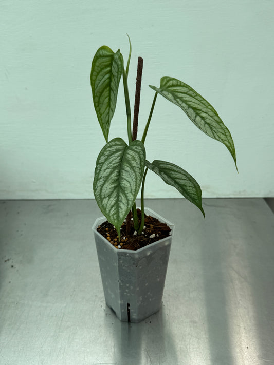 Monstera siltepecana 'El Salvador'