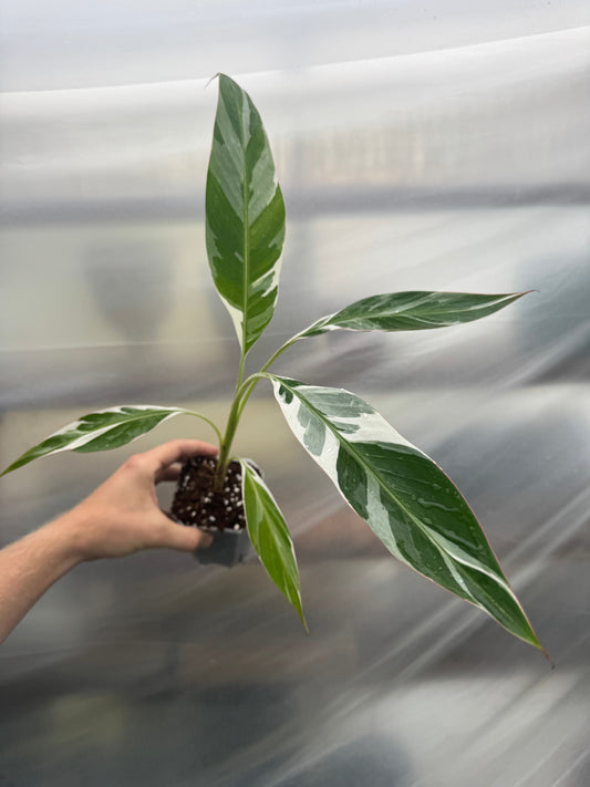 Musa aeae variegated banana plant with sword-like green and white marbled leaves in a small nursery pot, ideal for tropical indoor decor.