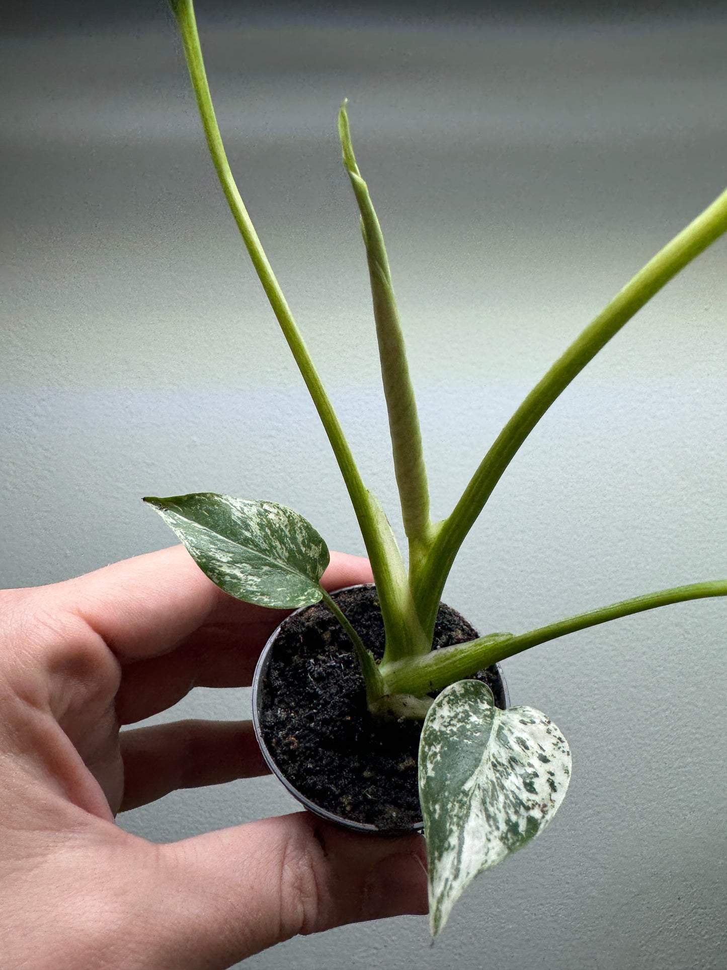 Monstera deliciosa ’MINT’