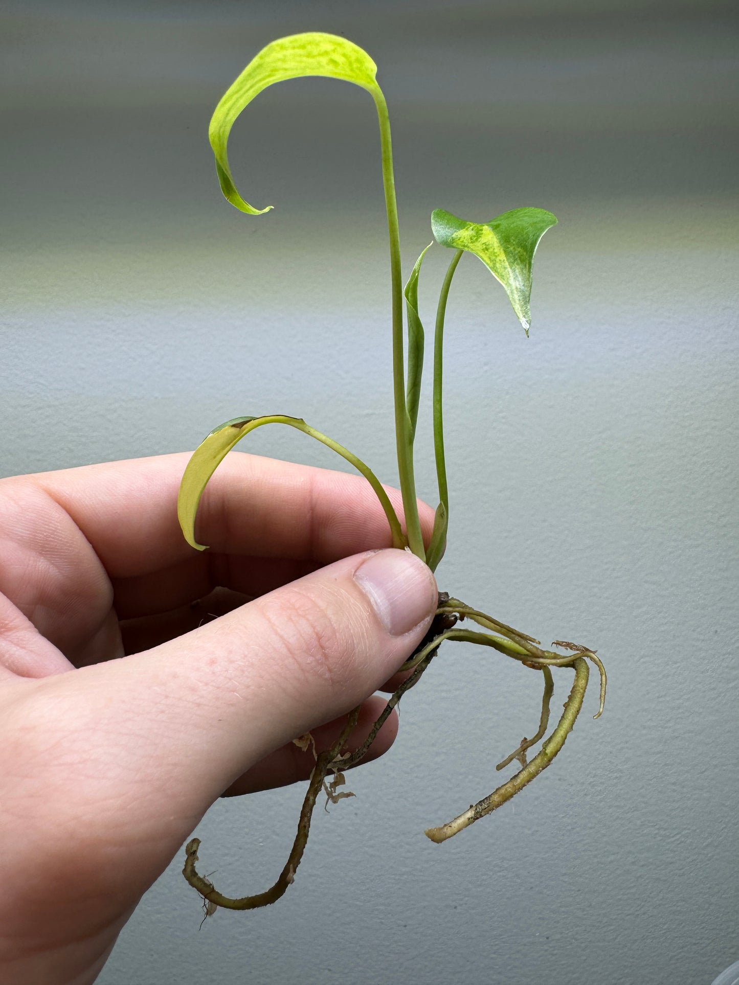 Monstera Aurea