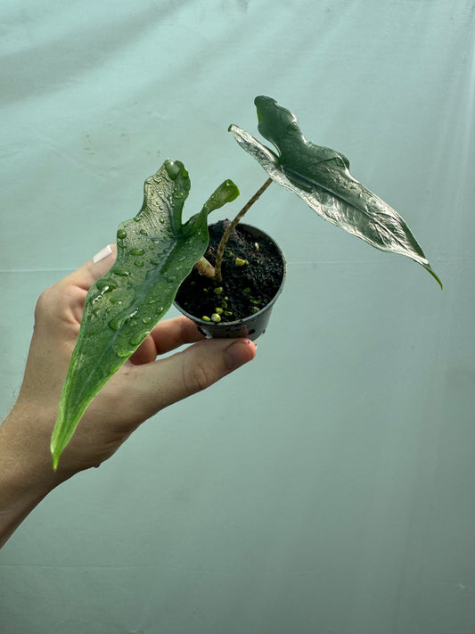 Alocasia sp. sabrina/Tandurusa Narrow potted houseplant with elongated, wavy green leaves held in hand against a light background. Ideal for indoor decor.