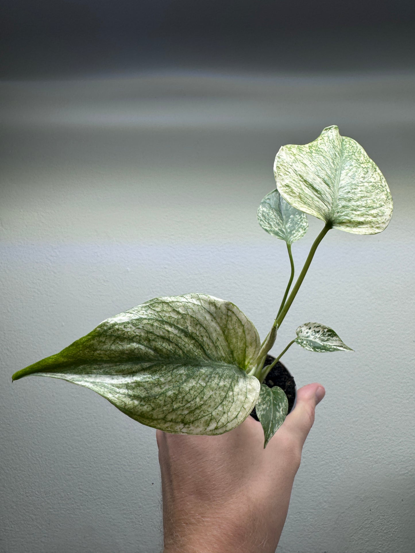 Monstera deliciosa ’MINT’