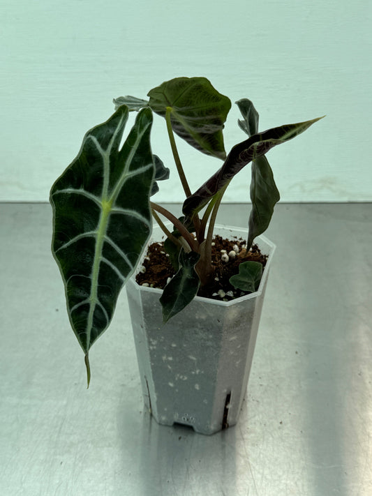 Alocasia amazonica potted houseplant with dark green arrow-shaped leaves and white veins, ideal for indoor tropical decor in home and garden spaces.