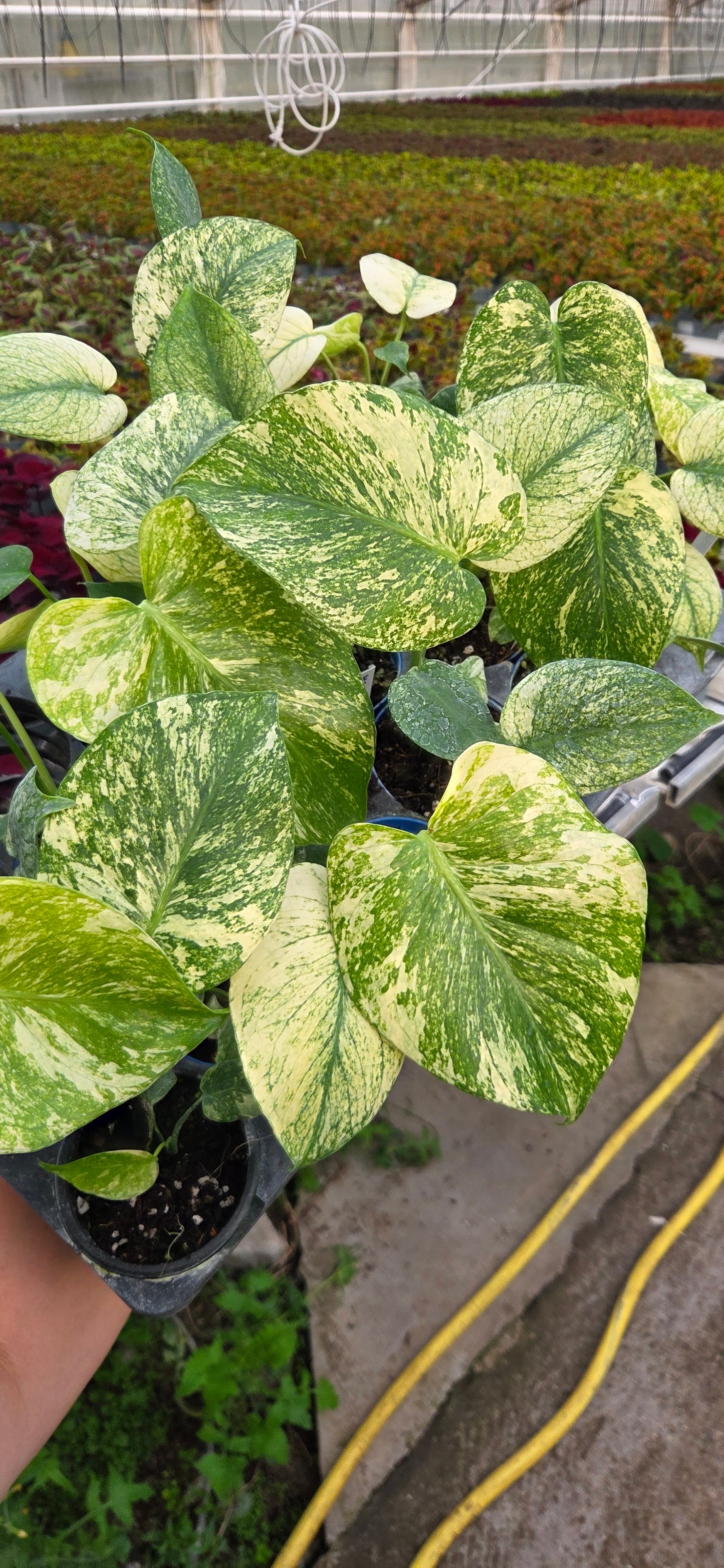 Montera 'White Monster'