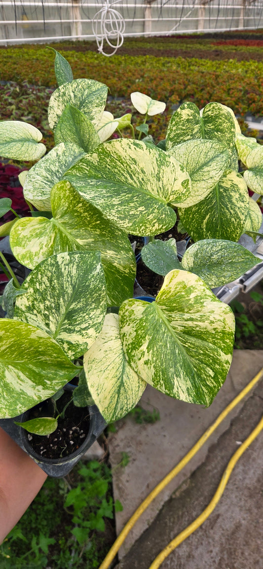 Montera 'White Monster'