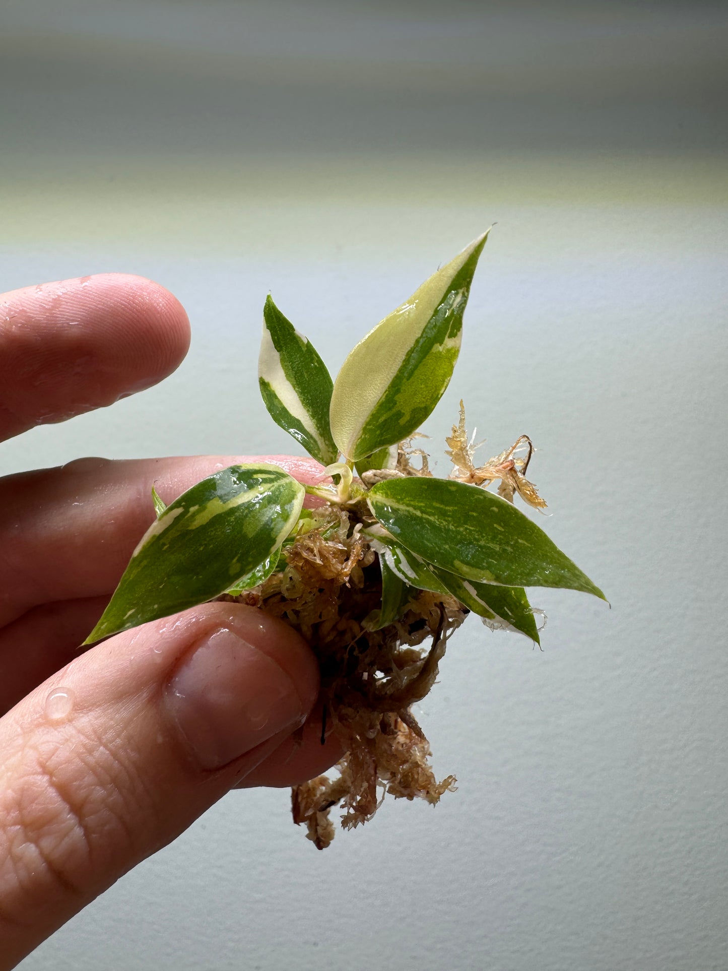 1x Baby Philodendron Gloriosum Tricolor