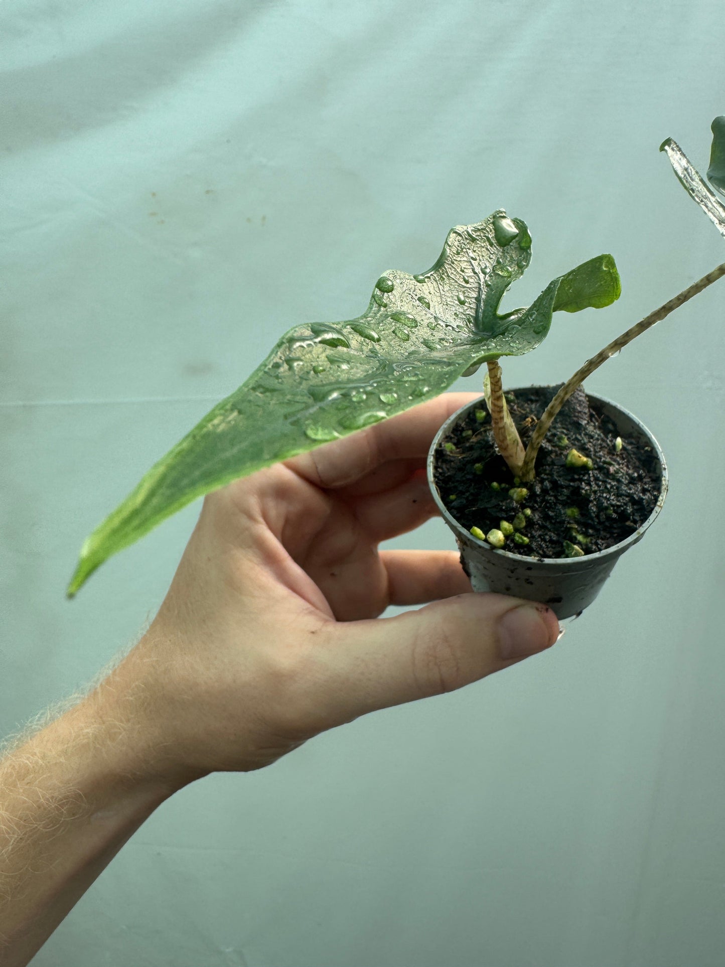 Alocasia sp. sabrina/Tandurusa Narrow