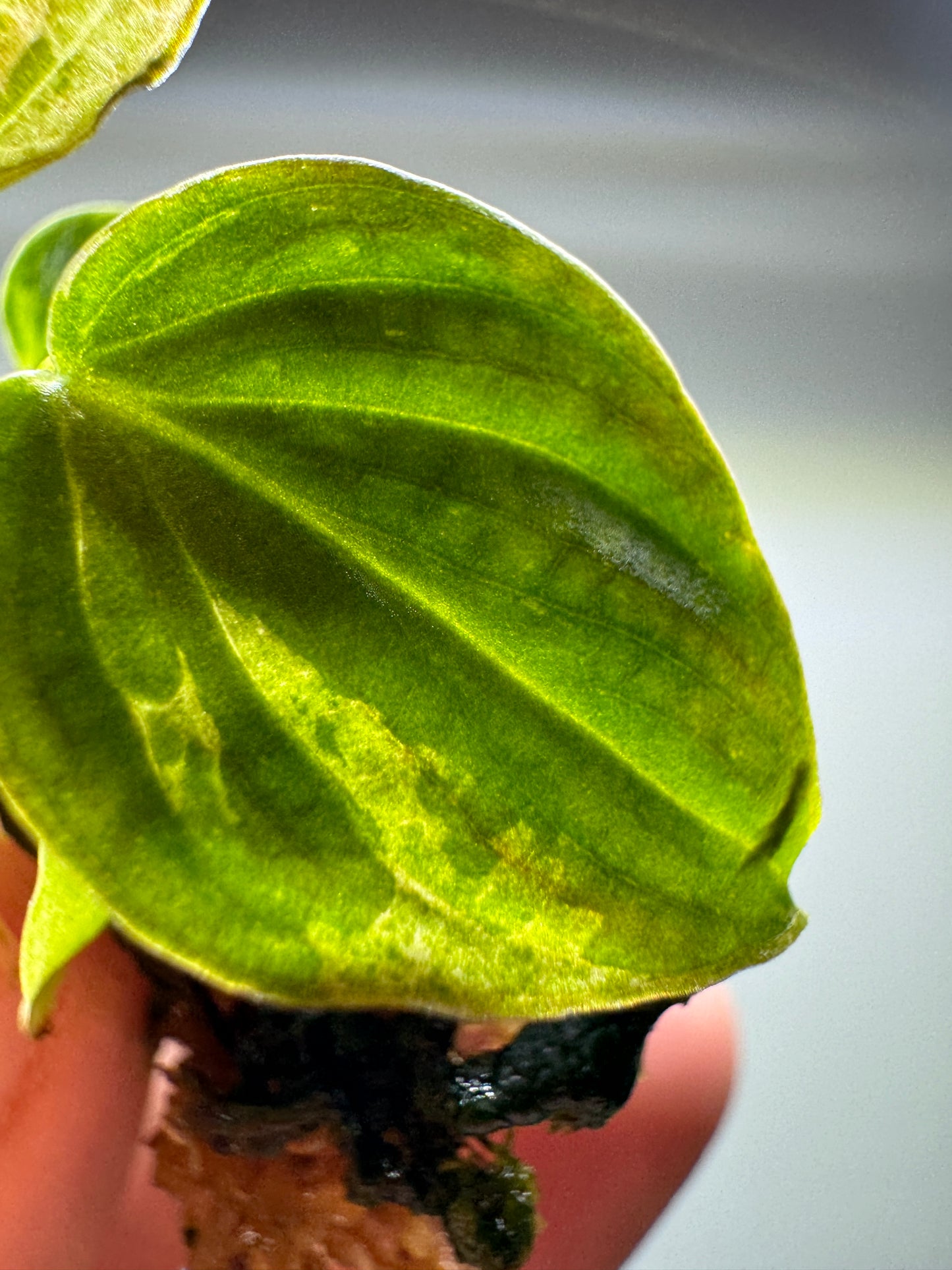 Philodendron verrucosum 'MINT'