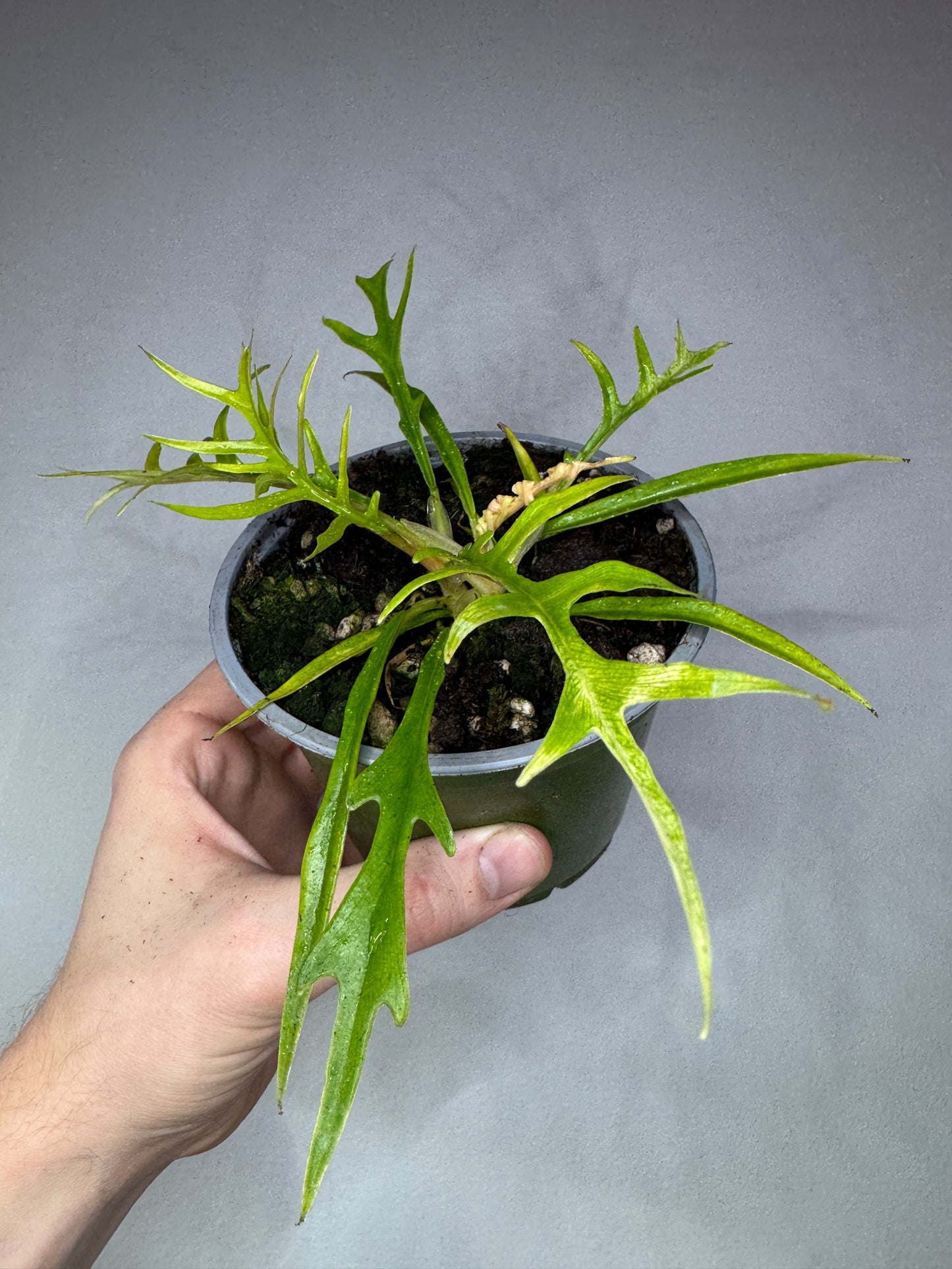 Philodendron tortum