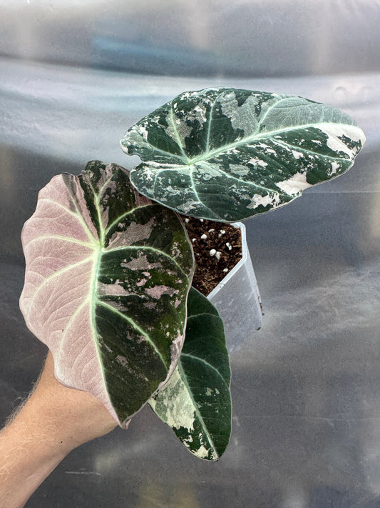 Alocasia reginula 'Black Velvet' Albo (PINK) with variegated dark green and pink-tinged leaves in a small pot, ideal for indoor plant decor.