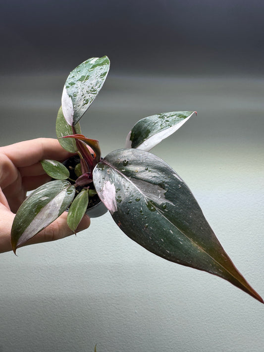 Philodendron ’Red Anderson’