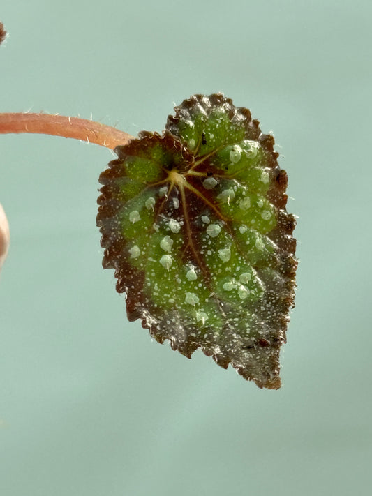 1x Rare Mini Mystery Begonia Subscription