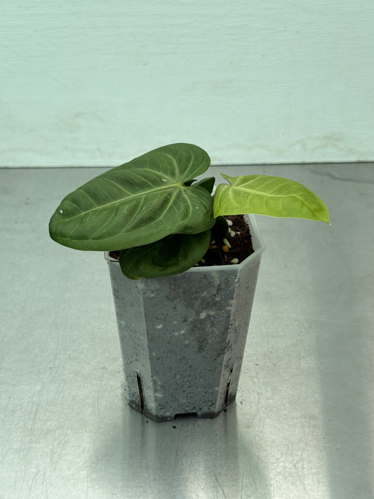 Anthurium villenaorum (topp 3 mest underskattade anthurium)