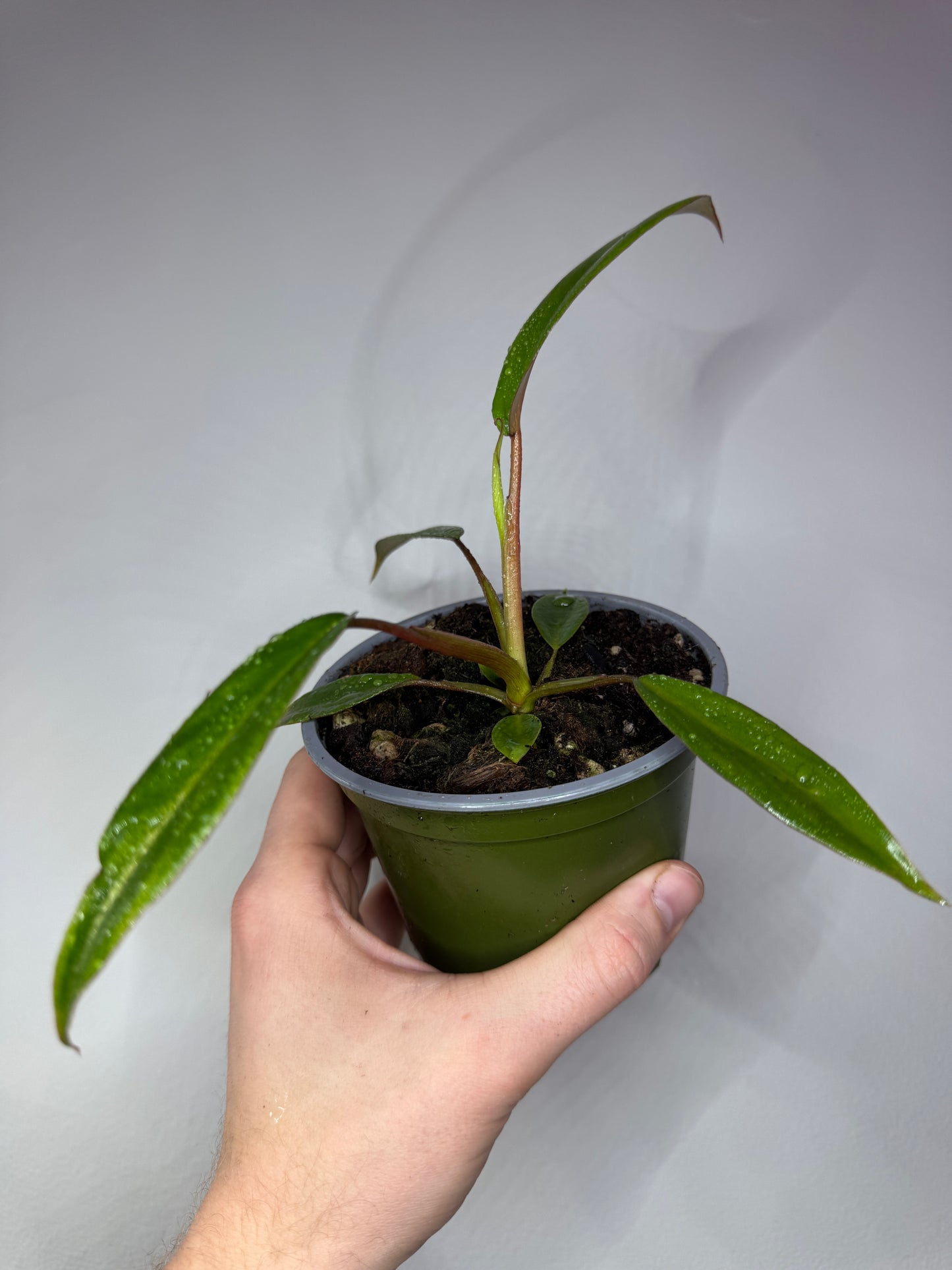 Philodendron joepii