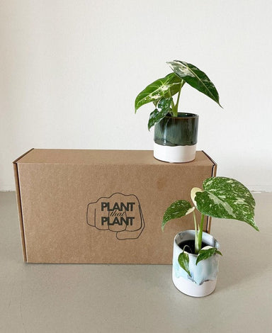 1-6 Small Mystery Anthuriums in a Box – Plantthatplant