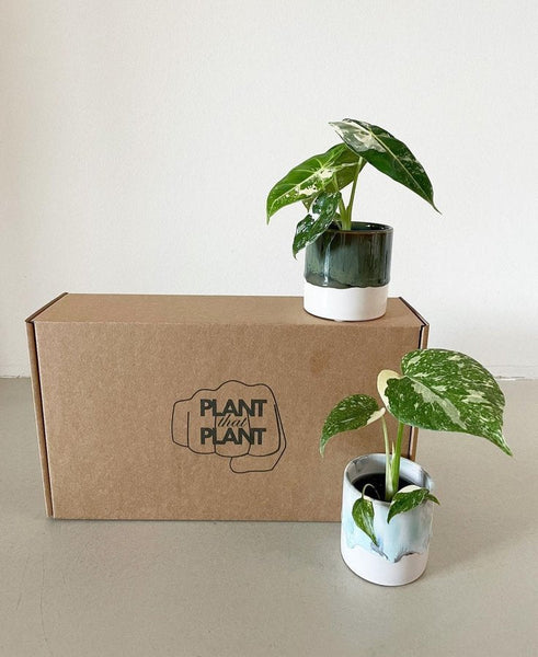 1-6 Small Mystery Anthuriums in a Box – Plantthatplant