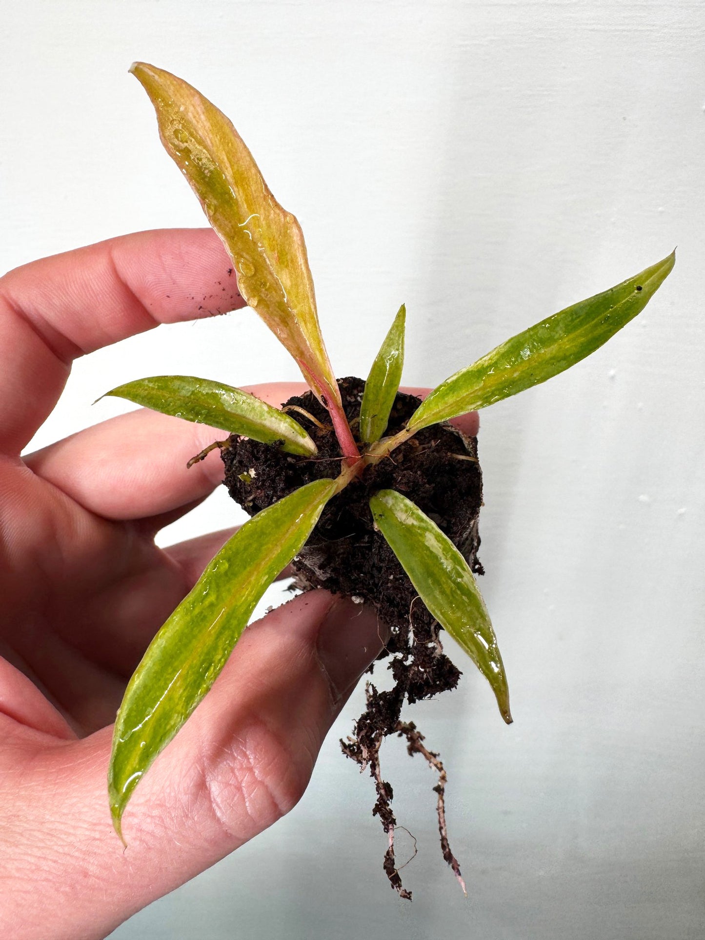 Philodendron tortum variegata