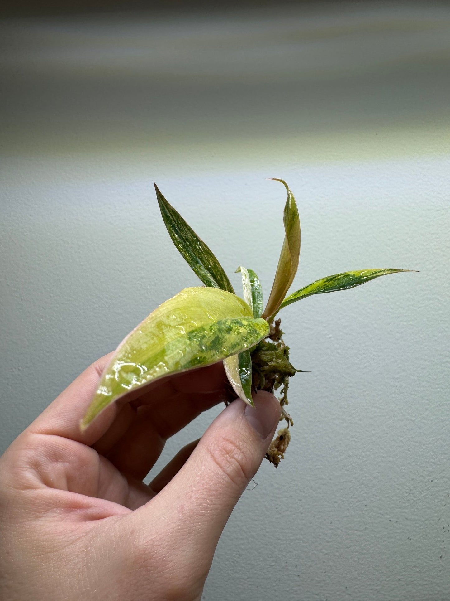 Philodendron ’Caramel Marble’