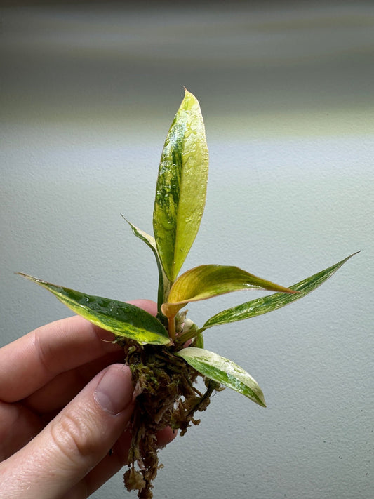 Philodendron ’Caramel Marble’
