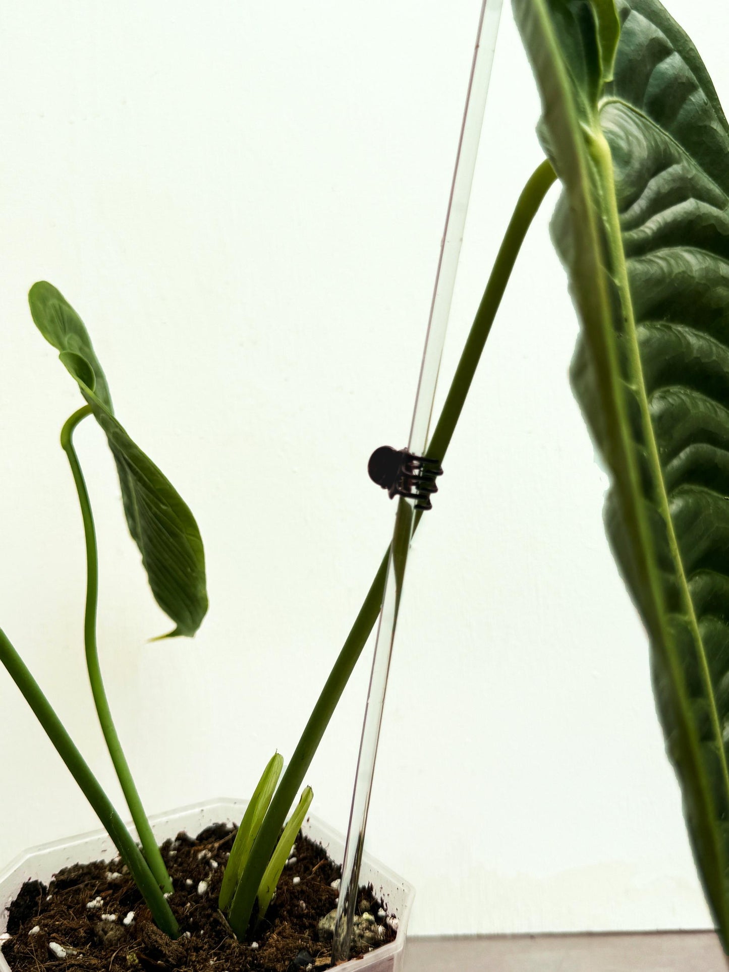 5x 50 cm Long Transparent Acrylic Plant Support