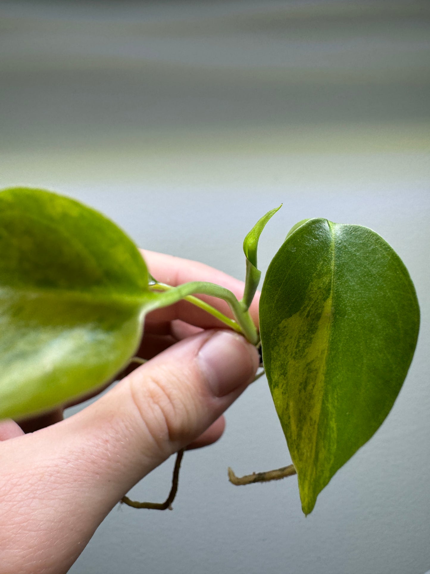 Monstera Aurea