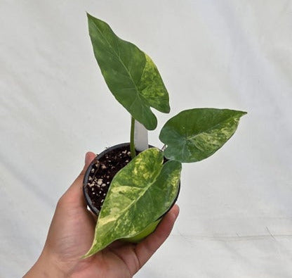 Alocasia Macrorrhiza Aurea var.
