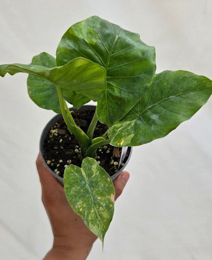Alocasia Macrorrhiza Aurea var.