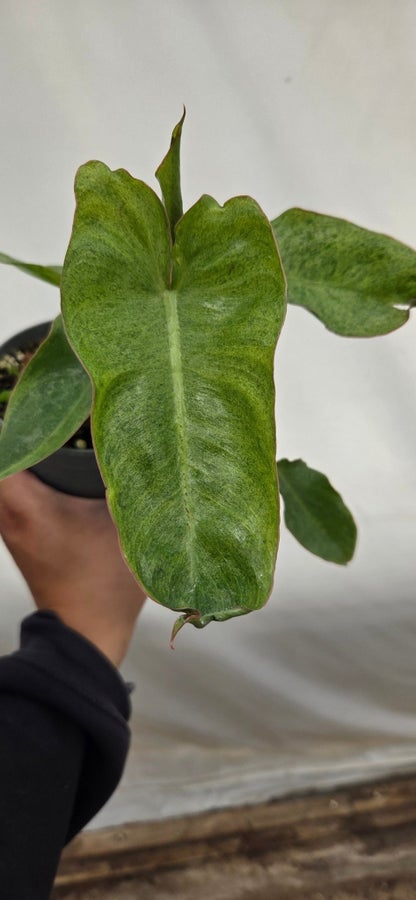 Philodendron Paraiso Verde P40