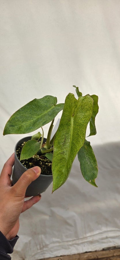 Philodendron Paraiso Verde P39