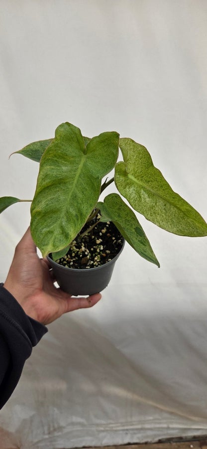 Philodendron Paraiso Verde P38