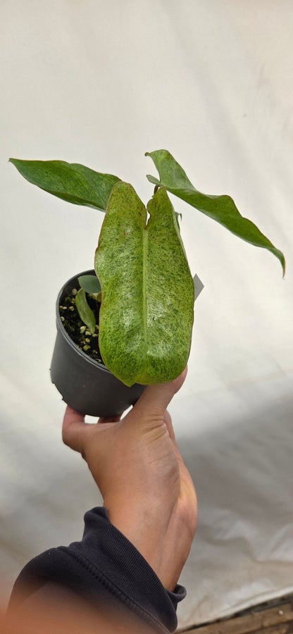 Philodendron Paraiso Verde P33