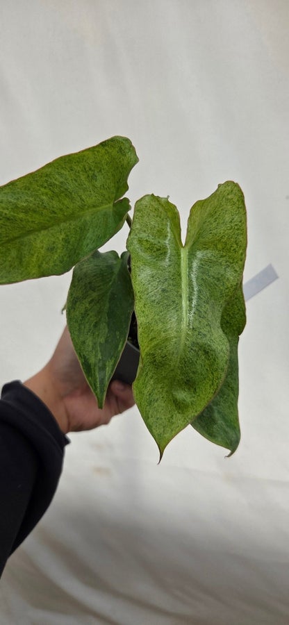 Philodendron Paraiso Verde P35