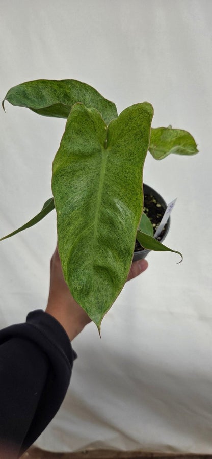 Philodendron Paraiso Verde P32