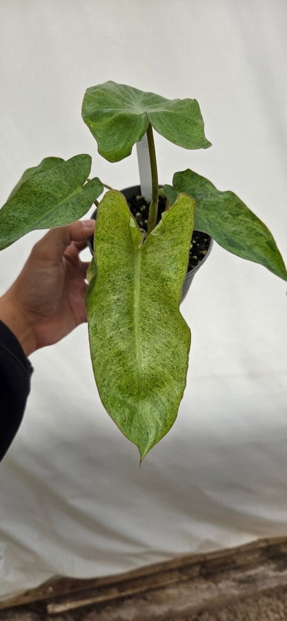 Philodendron Paraiso Verde P34