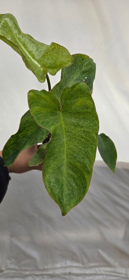 Philodendron Paraiso Verde P36
