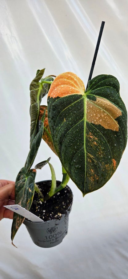 Philodendron melanochrysum Variegata LP-6