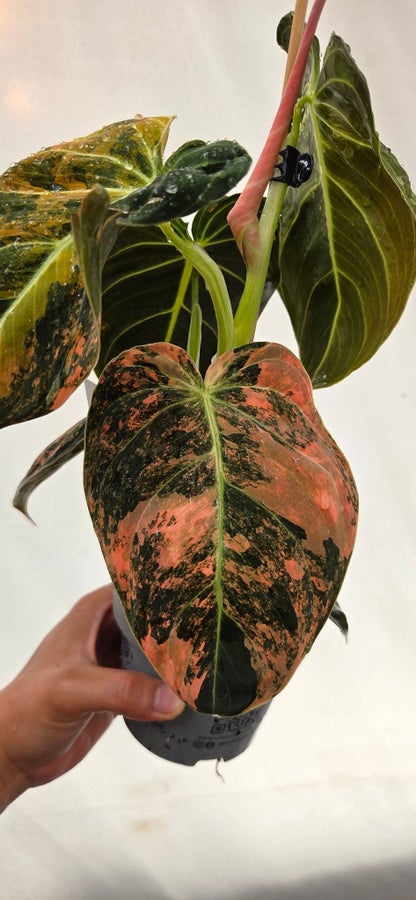 Philodendron melanochrysum Variegata LP-5