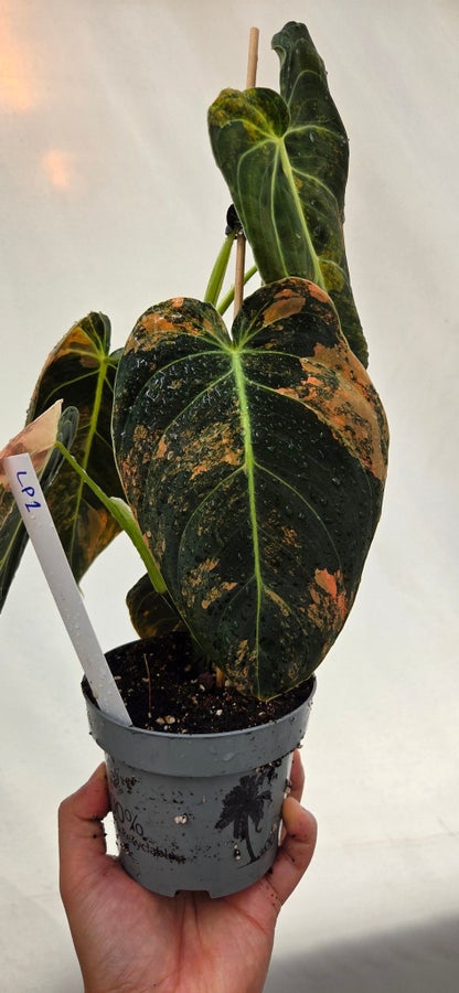 Philodendron melanochrysum Variegata LP-1