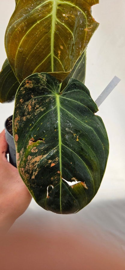 Philodendron melanochrysum Variegata LP-3