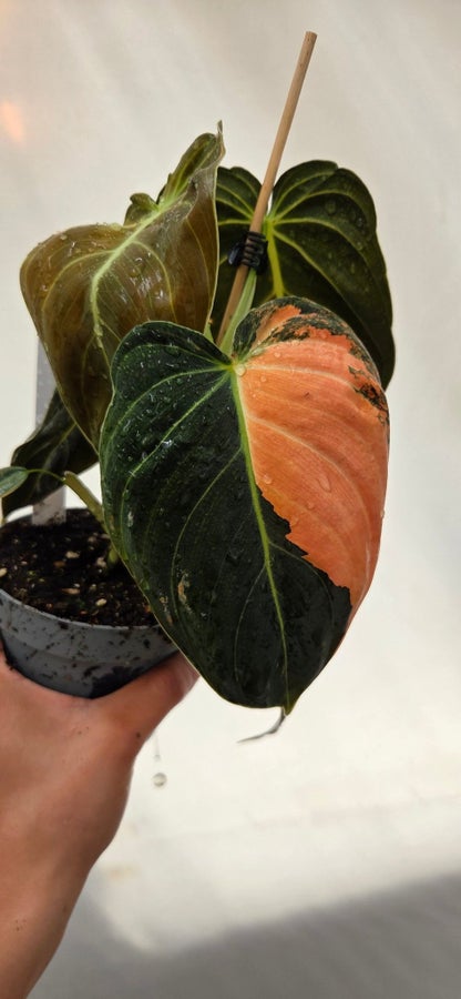 Philodendron melanochrysum Variegata LP-4