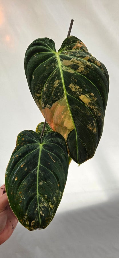 Philodendron melanochrysum Variegata LP-2