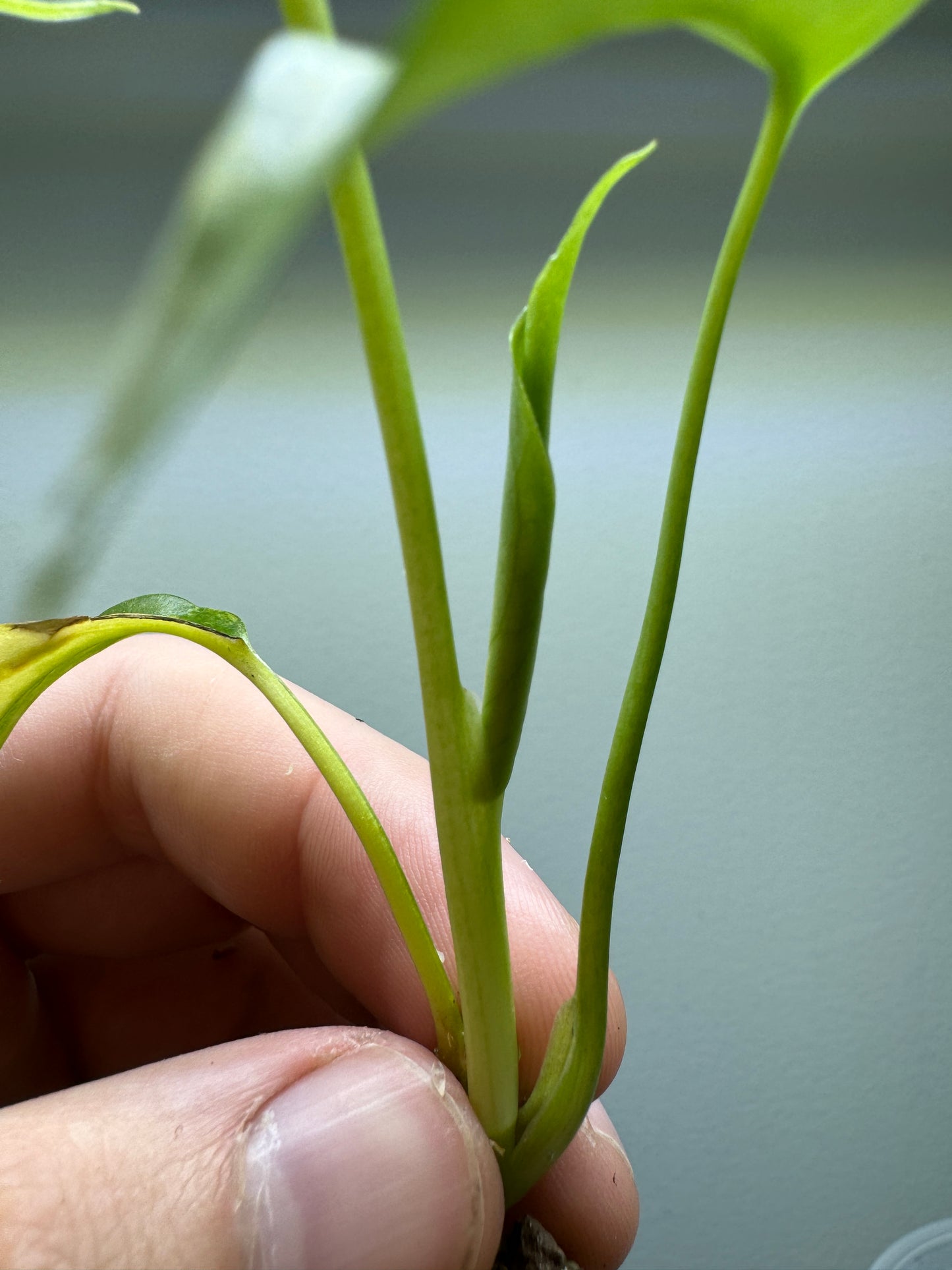 Monstera Aurea