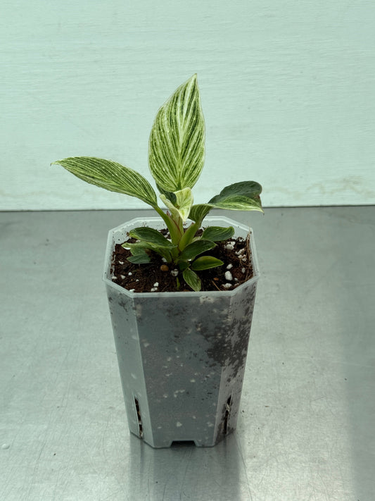 Philodendron Birkin potted houseplant with white pinstriped green leaves in a plastic nursery pot, ideal for indoor decor and plant collectors.